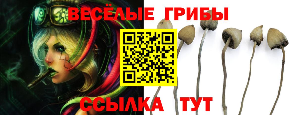 Псилоцибиновые грибы GOLDEN TEACHER Карпинск